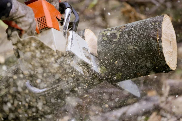 Cutting Tree Chainsaw — Stock Photo, Image