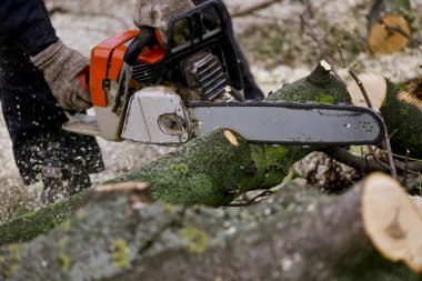 Testere ile kesme ağaç