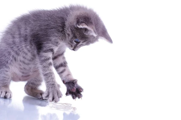 Pequeno gatinho cinza isolado no fundo branco jogando com whit — Fotografia de Stock