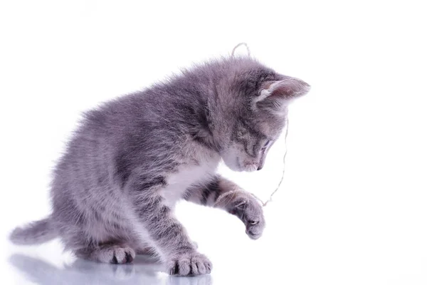 Pequeno gatinho cinza isolado no fundo branco jogando com whit — Fotografia de Stock