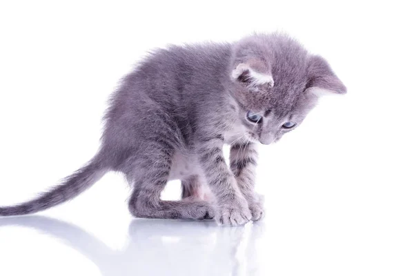Pequeno gatinho cinza isolado no fundo branco jogando com whit — Fotografia de Stock