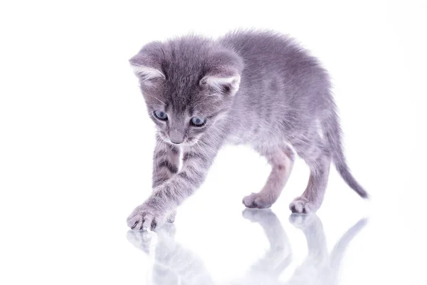 Pequeno gatinho cinza isolado no fundo branco jogando com whit — Fotografia de Stock