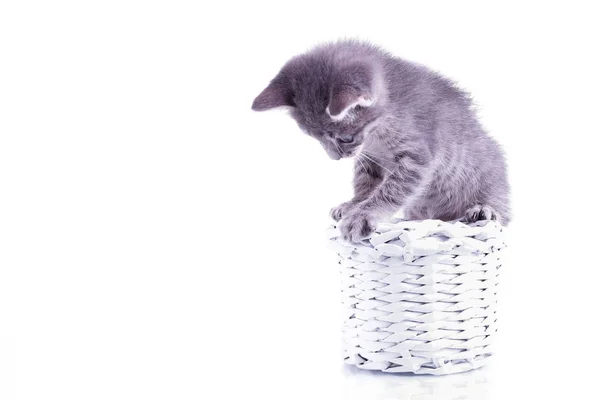 Pequeno gatinho cinza isolado no fundo branco por trás de malha ba — Fotografia de Stock