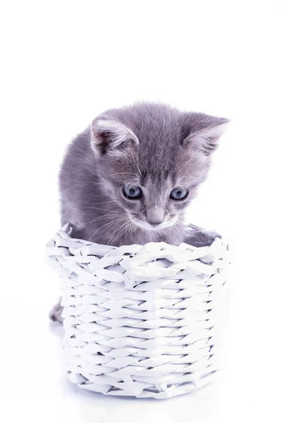 Small gray kitten isolated on white background behind knitted ba — Stock Photo, Image