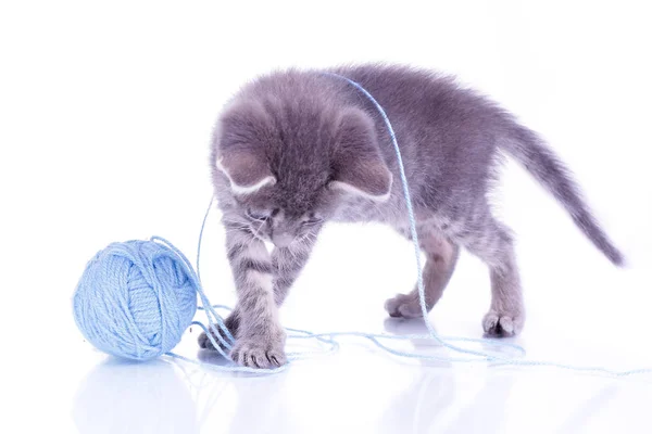 Pequeno gatinho cinza isolado no fundo branco jogando com azul — Fotografia de Stock