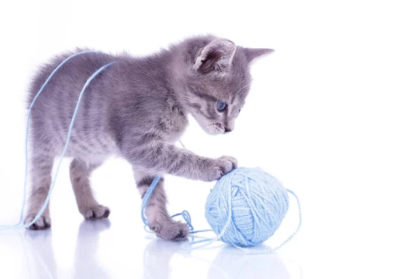 Pequeno gatinho cinza isolado no fundo branco jogando com azul — Fotografia de Stock