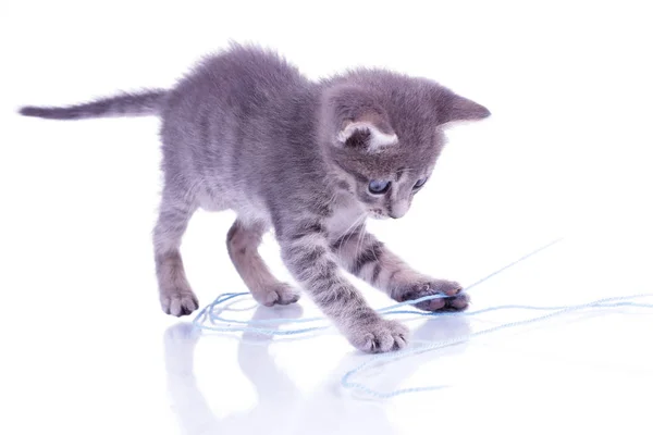 Pequeno gatinho cinza isolado no fundo branco jogando com azul — Fotografia de Stock