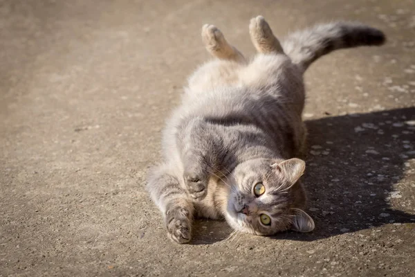 Güzel genç gri erkek kedi Beton üzerinde — Stok fotoğraf