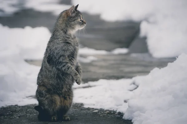 콘크리트에 멀리 보고 하는 두 발로 서 있는 고양이 들으로 덮여 — 스톡 사진