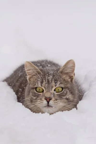 Binnenlandse kat liggend in sneeuw op bewolkte dag — Stockfoto
