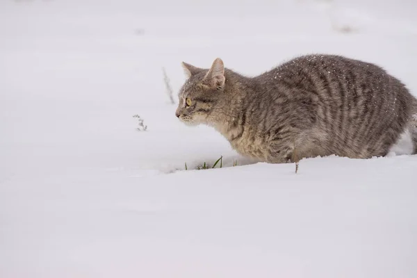 Домашній кіт грає в снігу в похмурий день — стокове фото