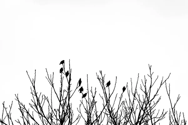 Silueta de ocho pájaros en la parte superior de ramas de árboles — Foto de Stock