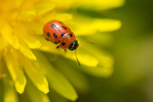 Tutup Ladybug pada mekar bunga dandelion kuning (Taraxac — Stok Foto