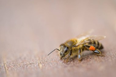 Arı ayakta dış ahşap bir tahta üzerinde kapatın