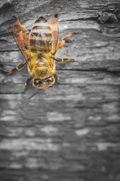 Close Bee Standing Wood Board — Stock Photo, Image
