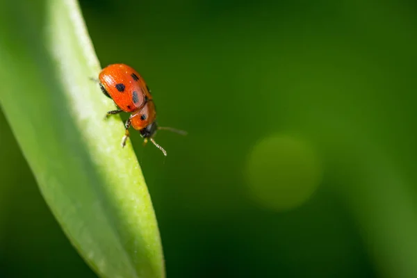 Macro foto de Ladybug en la hoja verde. De cerca mariquita en le — Foto de Stock