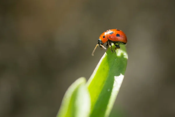 Macro foto de Ladybug en la hoja verde. De cerca mariquita en le — Foto de Stock