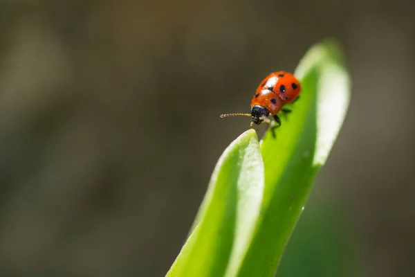 Macro photo of Ladybug in the green leaf. Close up ladybug in le — Stock Photo, Image