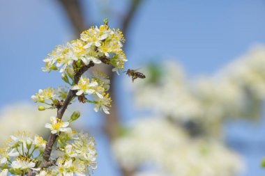 Bahar polen ile beyaz Erik çiçek arıya. Mac kadar kapatın