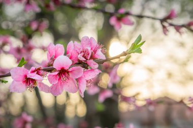 Dallar turuncu s ile güzel pembe şeftali çiçek çiçeklenme