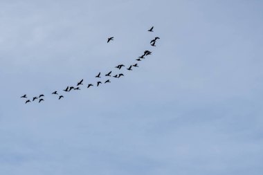 mavi arka plan doğrultusunda uçan ördek sürüsü