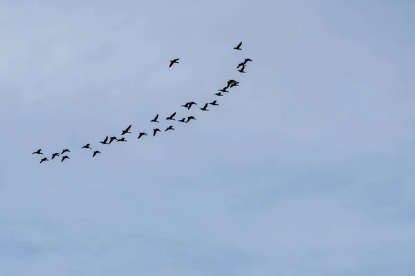 Kudde van eenden vliegen in overeenstemming met de blauwe achtergrond — Stockfoto