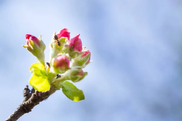 Formica su fiore di mela in primavera. Macro fiore di mela arguzia — Foto Stock