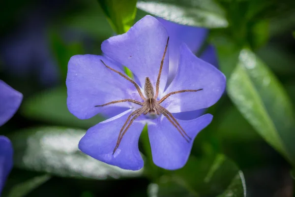 Μεγάλη αράχνη στο κέντρο του λουλουδιού μπλε vinca (Μυρτιά). — Φωτογραφία Αρχείου