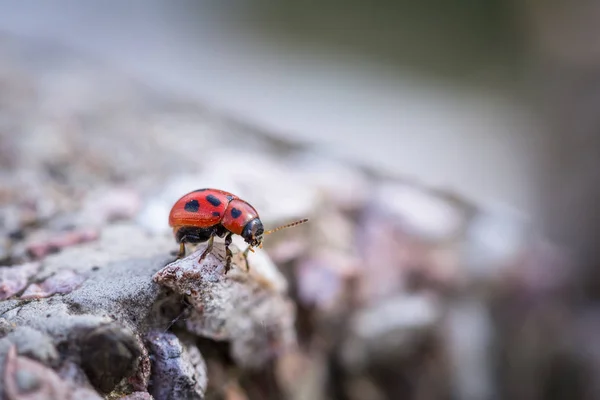 Red ladybug on stone concrete close up macro isolated — Stock Photo, Image