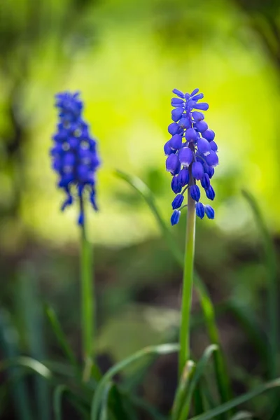 Bloeiende druif hyacint bloemen in lentetuin — Stockfoto