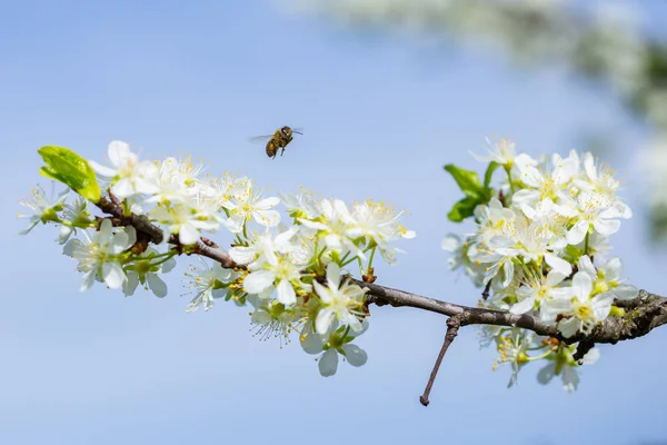 Včela na bílém švestka květ s pyl na jaře. Detailní záběr mac — Stock fotografie