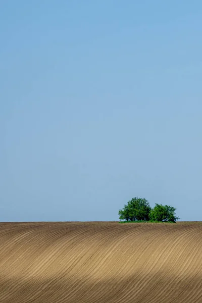 Un campo agrícola en una colina con un solo árbol en la cima —  Fotos de Stock