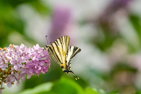 Lila bush fl üzerinde Doğu swallowtail kelebek (Papilio glaucus) — Stok fotoğraf