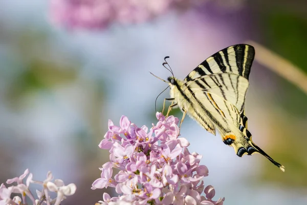 Lila bush fl üzerinde Doğu swallowtail kelebek (Papilio glaucus) — Stok fotoğraf