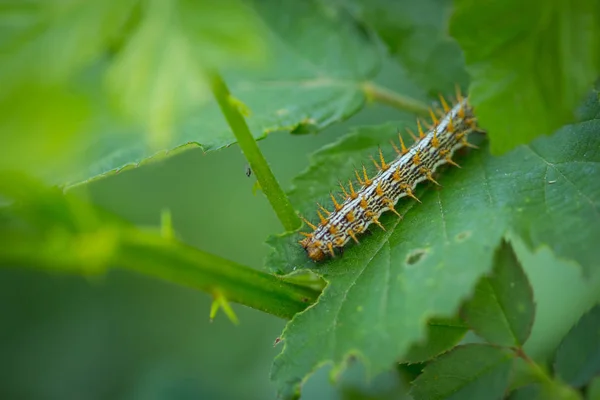 Εσωτερικη μακροεντολή caterpillaron πράσινο φύλλο στο δάσος — Φωτογραφία Αρχείου