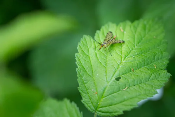 Közelről a makró rovar erdő zöld levél — Stock Fotó