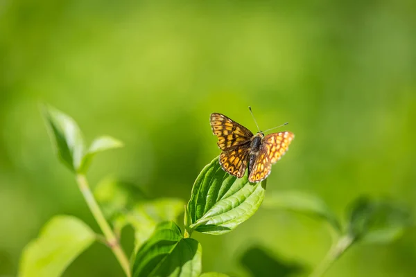 Primer plano macro de mariposa en hoja verde en el bosque —  Fotos de Stock