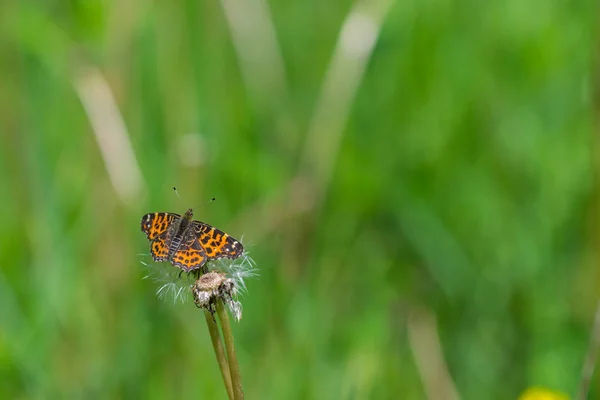 Papillon noir avec des motifs orange sur les ailes sur le dessus du pissenlit en été avec un fond flou — Photo