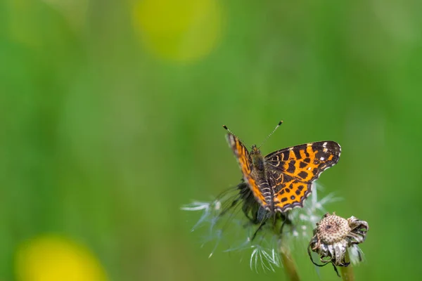 Черная бабочка с оранжевыми узорами на крыльях на вершине одуванчика летом на размытом фоне — стоковое фото