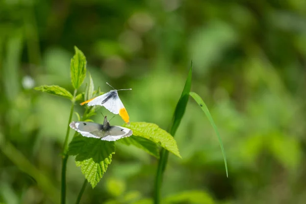 Dos mariposas blancas, macho con borde anaranjado en alas, se aparean sobre una hoja verde —  Fotos de Stock