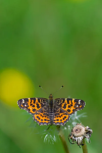 Черная бабочка с оранжевыми узорами на крыльях на вершине одуванчика летом на размытом фоне — стоковое фото