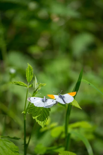 Две белые бабочки, мужчина с оранжевым краем на крыльях, мат на зеленом листе — стоковое фото