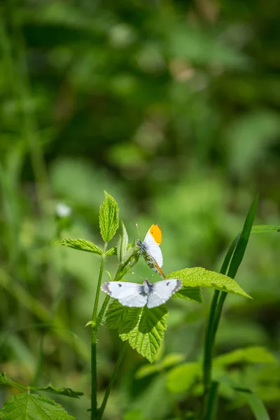 Две белые бабочки, мужчина с оранжевым краем на крыльях, мат на зеленом листе — стоковое фото