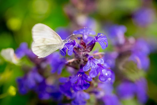 Mariposa blanca sobre flor púrpura en verano con fondo borroso —  Fotos de Stock