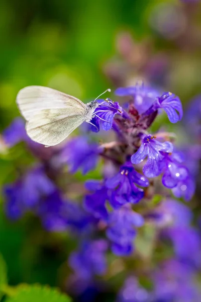 Белая бабочка на фиолетовом цветке летом на размытом фоне — стоковое фото
