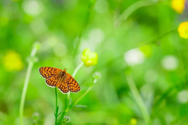 Farfalla arancione con motivi neri su ali in cima a piccolo fiore giallo in estate con sfondo sfocato — Foto Stock