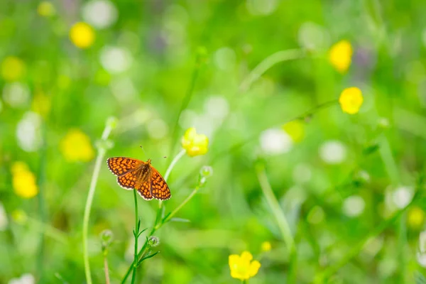 Оранжевая бабочка с черными узорами на крыльях поверх маленького желтого цветка летом на размытом фоне — стоковое фото