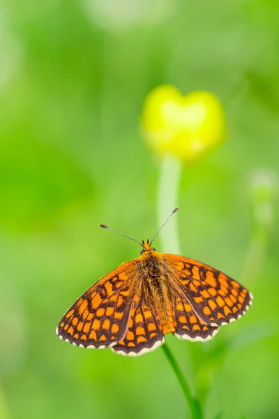Оранжевая бабочка с черными узорами на крыльях поверх маленького желтого цветка летом на размытом фоне — стоковое фото