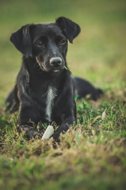 Küçük siyah dişi köpek yeşil çimlere uzandı ve yüzünü çevirdi.