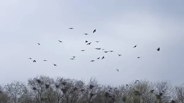 Bir kara karga sürüsü ağacın tepesinde uçuyor. — Stok fotoğraf